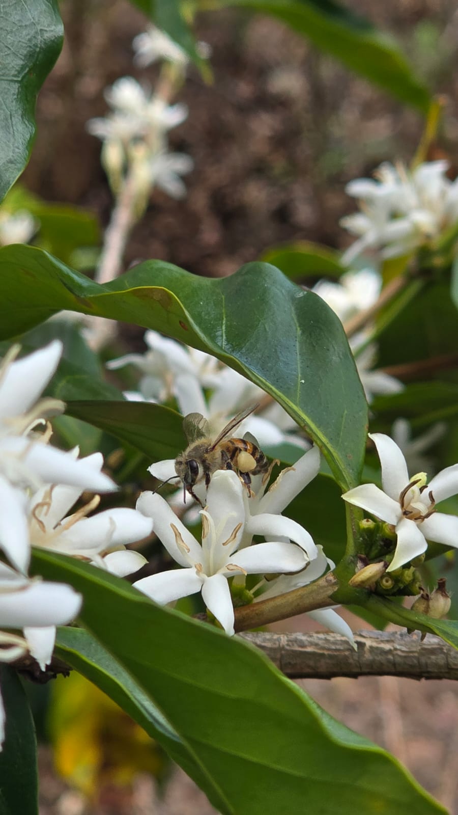 The Floral Treasure: Geisha Natural (250g)