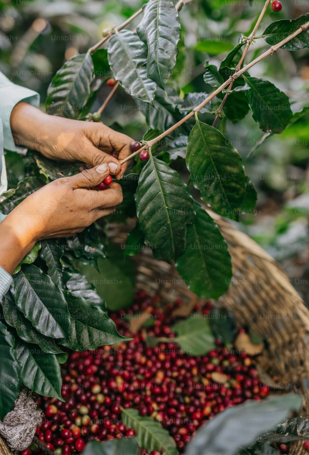 La Ruta - Edition Bourbon with cinnamon SHG • 250g