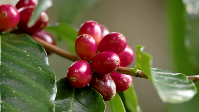 La Ruta Special Edition Geisha SHG • 250g.